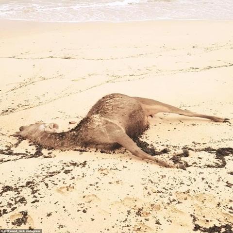 天启四骑士:探索末日的四大骑士传说 天启四骑士:探索末日的四大骑士传说