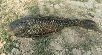 《地心护核者》钓鱼攻略：揭秘神秘地点与珍稀鱼种，解锁全新玩法