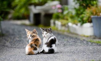 《猫猫钓游记》畅玩必备!解锁最佳配置攻略,轻松畅游! 《猫猫钓游记》畅玩必备!解锁最佳配置攻略,轻松畅游!