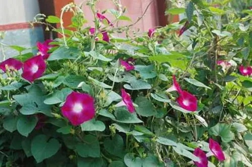 桃源秘境牵牛花培育秘籍，轻松掌握育种高招