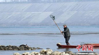 炮打小鸟, 美国政府为什么禁止用船枪打鸟 炮打小鸟, 美国政府为什么禁止用船枪打鸟