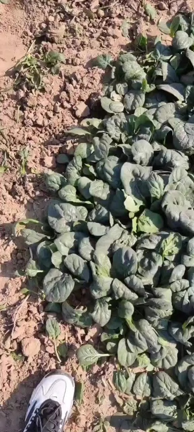 河南趴地菠菜成蔬菜界爱马仕,营养新宠引关注 河南趴地菠菜成蔬菜界爱马仕,营养新宠引关注