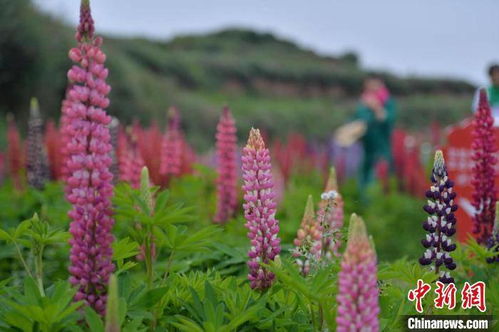 大理住标间只花18元?旅游博主亲测的隐藏玩法,90%游客不知道 大理住标间只花18元?旅游博主亲测的隐藏玩法,90%游客不知道